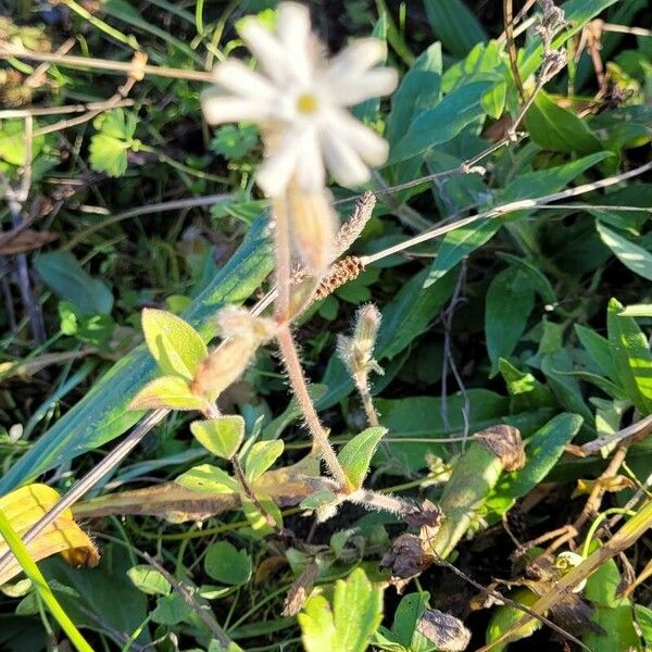 Silene noctiflora Virág