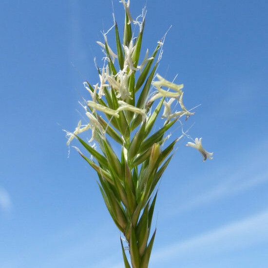 Anthoxanthum aristatum Flower