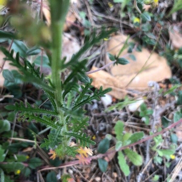 Iberis amara Blad