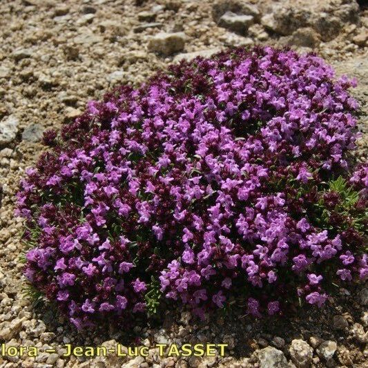 Thymus nervosus Habitus