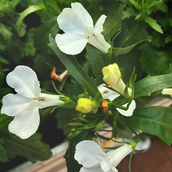 Lobelia erinus Blomma