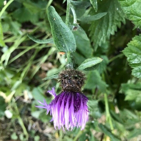 Centaurea nigra Φύλλο