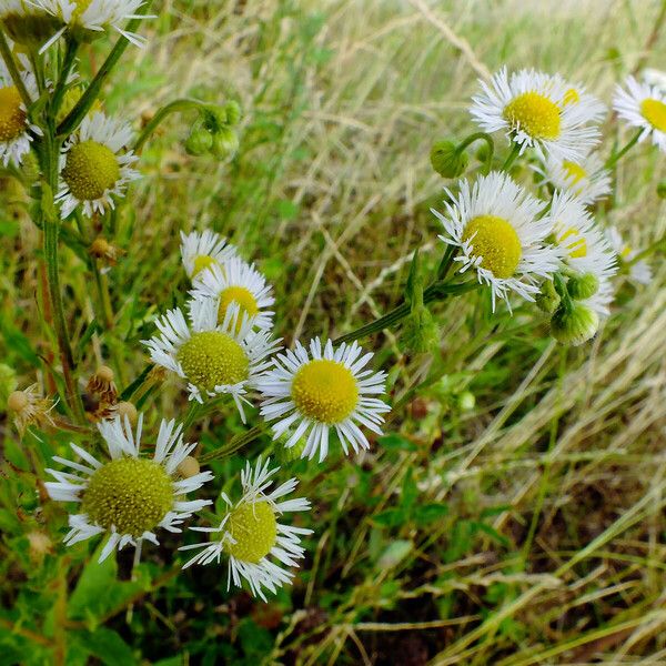 Erigeron annuus Blüte