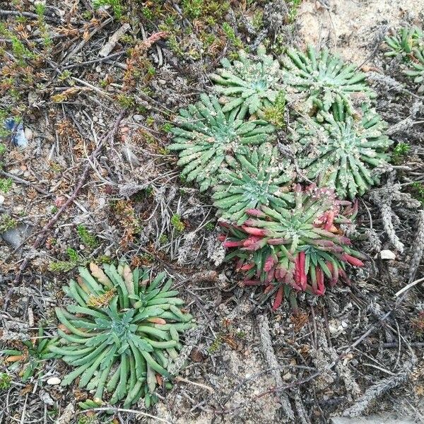 Plantago coronopus Deilen