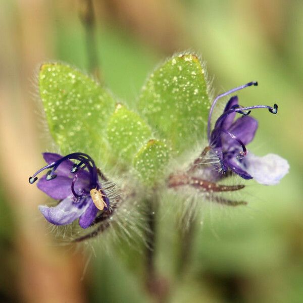 Trichostema oblongum Õis