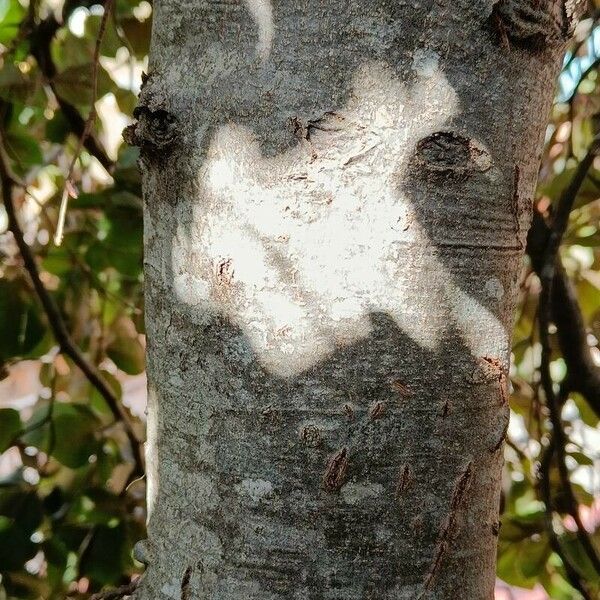 Fagus orientalis Corteccia