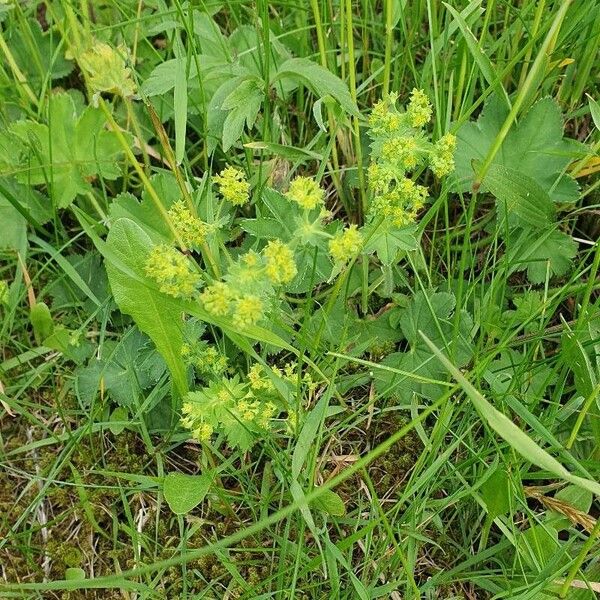 Alchemilla monticola 花