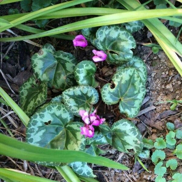 Cyclamen purpurascens 葉