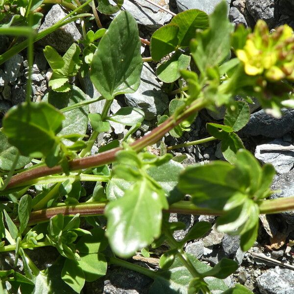 Barbarea intermedia Feuille