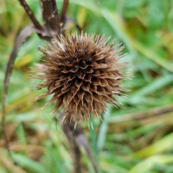 Dipsacus sativus Frutto