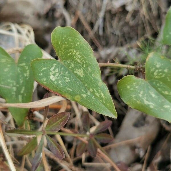 Smilax bona-nox Yaprak