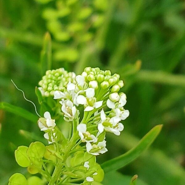 Lepidium virginicum Flower