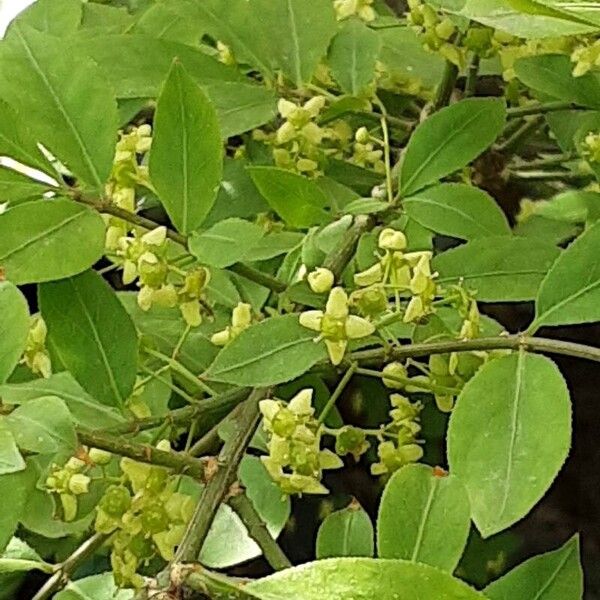 Euonymus alatus Flor