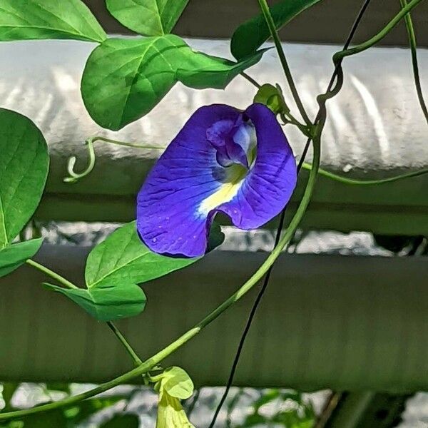 Clitoria ternatea Flors