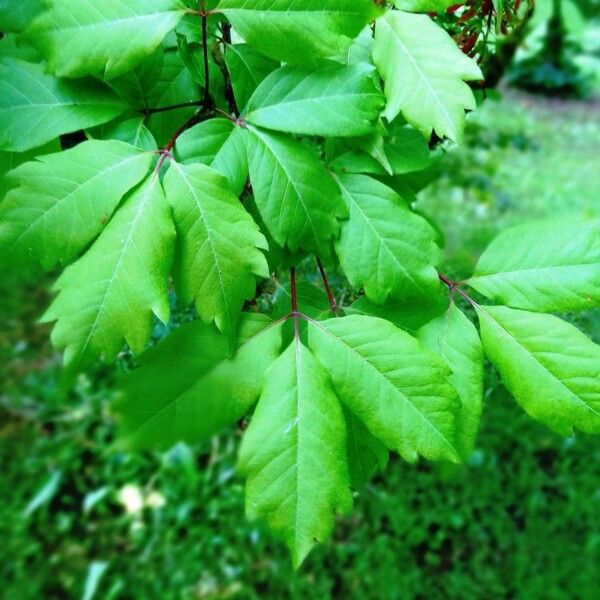 Acer cissifolium Leaf