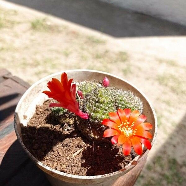 Echinocereus triglochidiatus Lapas