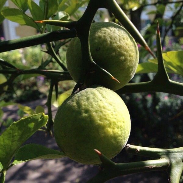 Citrus trifoliata Fruit