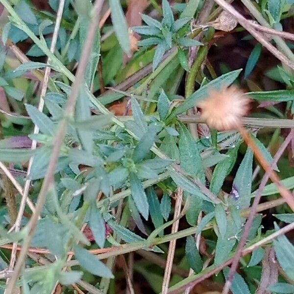 Erigeron karvinskianus Φύλλο