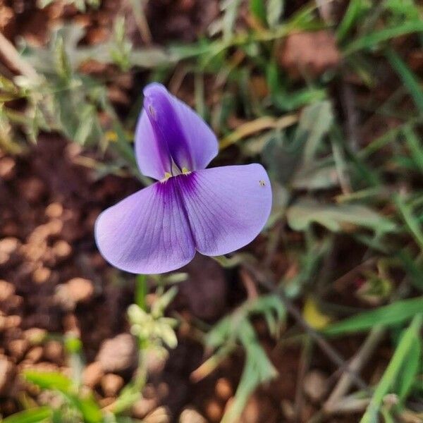 Vigna frutescens Blomst