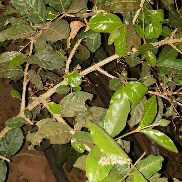 Combretum micranthum 樹皮