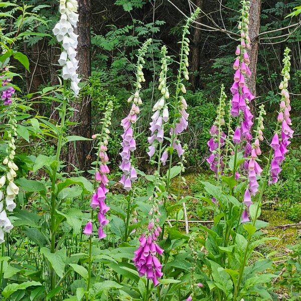 Digitalis purpurea Hábitos