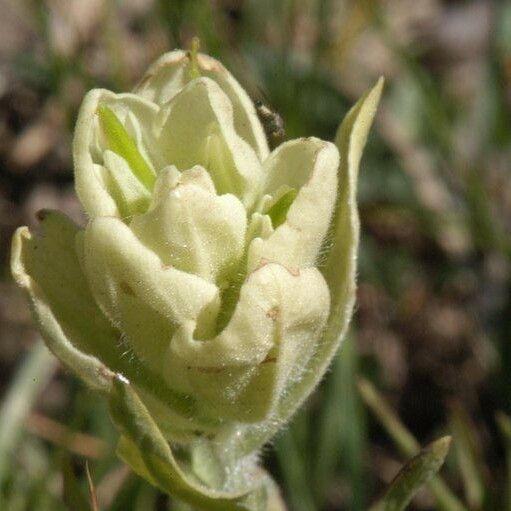 Castilleja sulphurea Blüte