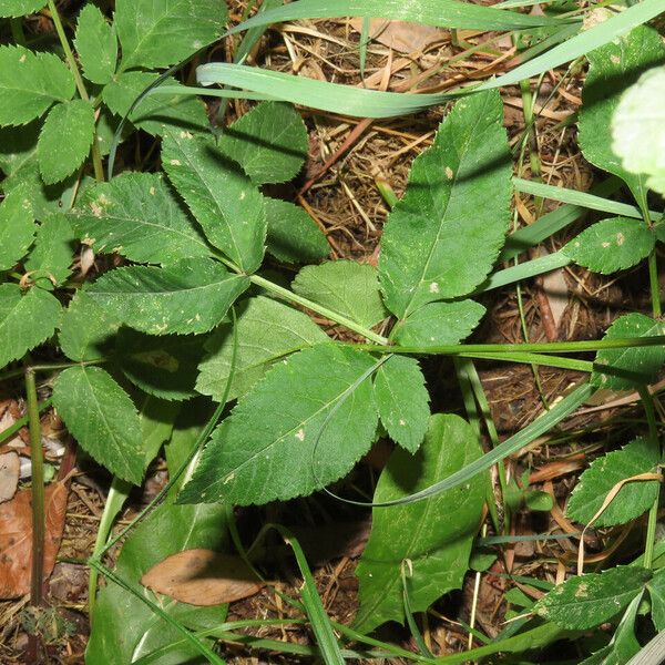 Aegopodium podagraria Frunză