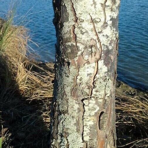 Crataegus laciniata Casca