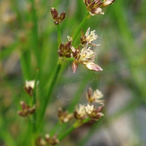 Juncus articulatus Flor