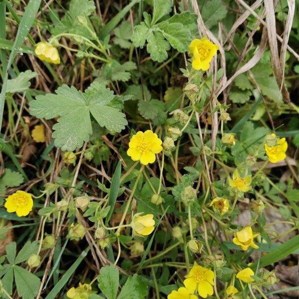 Potentilla verna ᱵᱟᱦᱟ