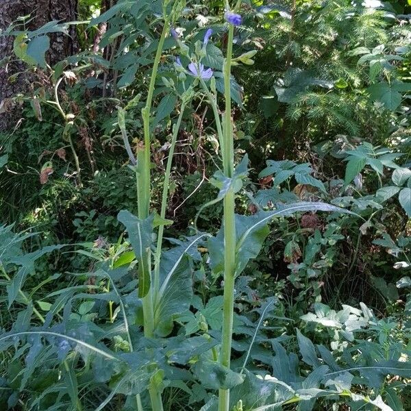 Lactuca perennis Лист