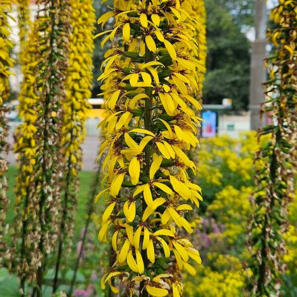 Ligularia wilsoniana 花