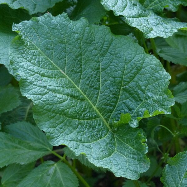 Rumex alpinus Leht