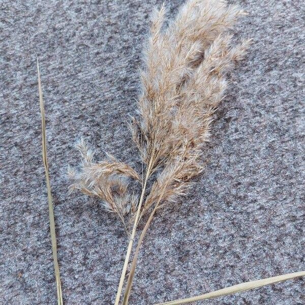 Phragmites australis Frugt