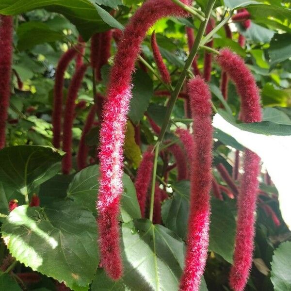 Acalypha hispida Fiore