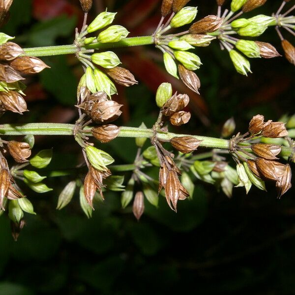 Salvia alvajaca Flower