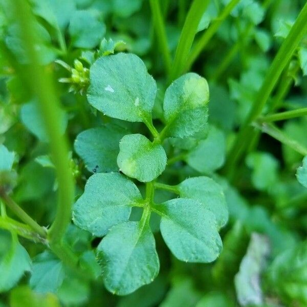 Cardamine flexuosa Fuelha