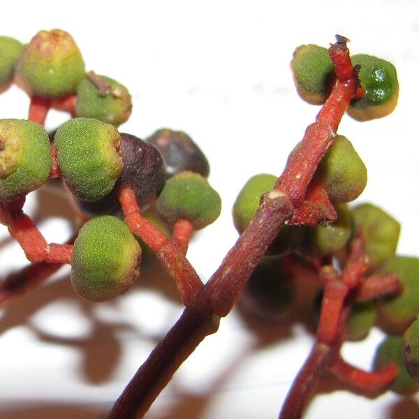 Miconia nutans