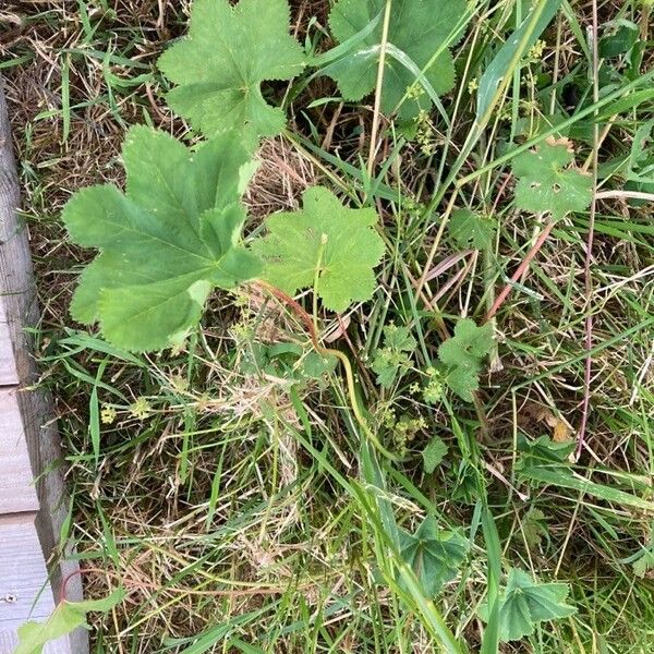 Alchemilla glabra Folio