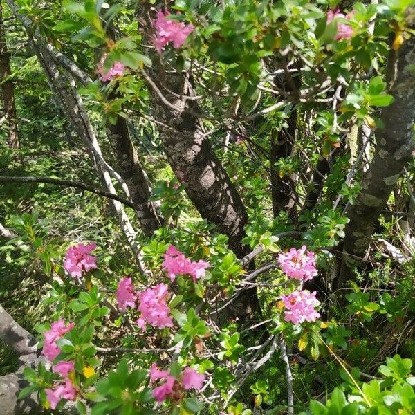 Rhododendron hirsutum Floare