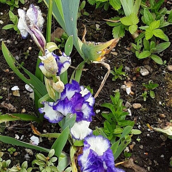 Iris pumila Hábitos