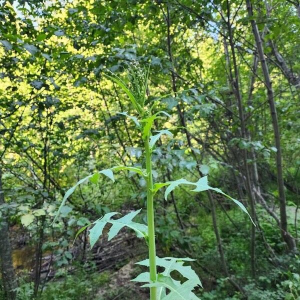 Lactuca biennis Leaf