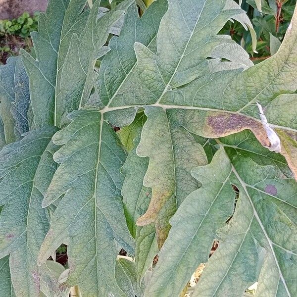 Cynara cardunculus Feuille