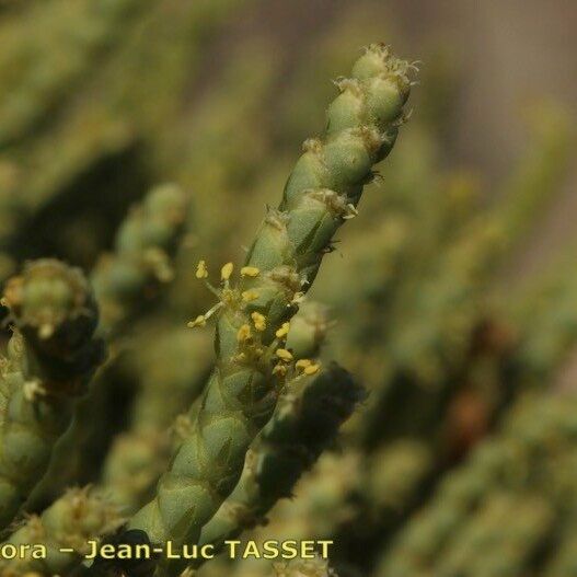 Anabasis articulata മറ്റ്