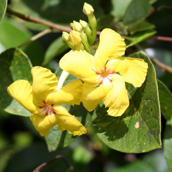 Mandevilla rugellosa 花