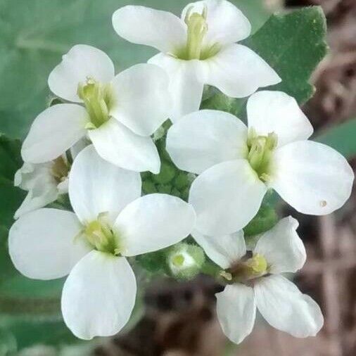 Diplotaxis erucoides Flower