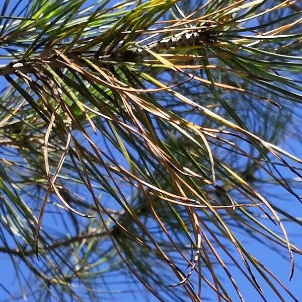 Pinus attenuata Leaf