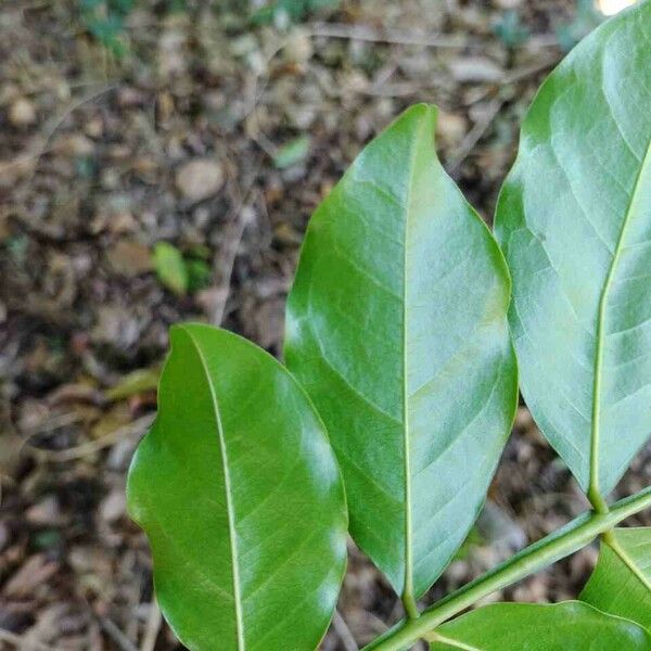 Swartzia langsdorffii Leaf