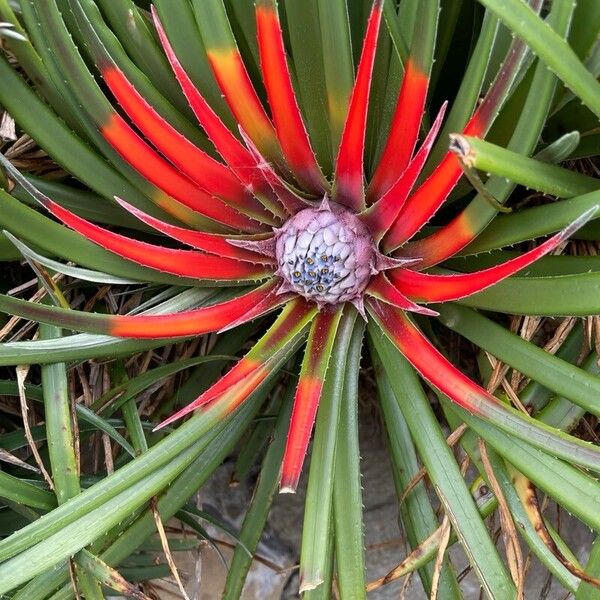 Fascicularia bicolor Λουλούδι