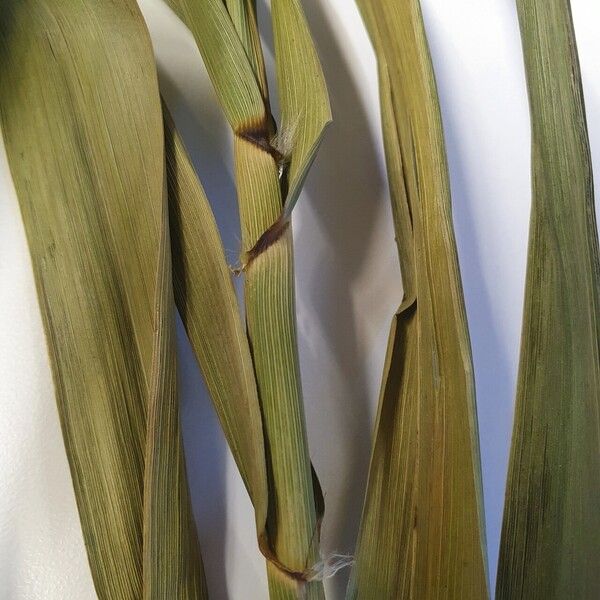 Phragmites karka Leaf